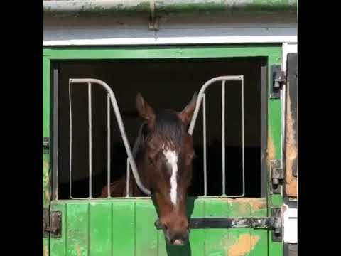 Limato! A July Cup winner and contender