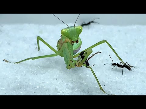 When Mantis meets a group of ants, ants fight mantis,Mantis vs fierce ants 螳螂大战蚂蚁