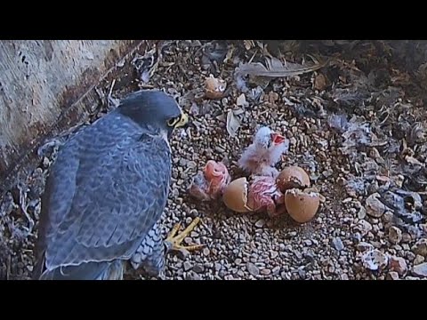 Peregrine Falcon Zamora Spain  - Są trojaczki 🐥🐥🐥🥰
