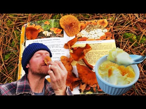 Mushroom Tastes Like SYRUP! Candy Cap 