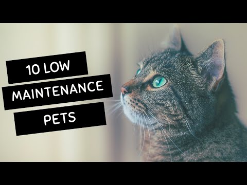 10 Low Maintenance Pets
