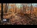 4K Virtual Hiking with Dogs - Take a Relaxing Walk in the Woods of North Georgia During the Fall