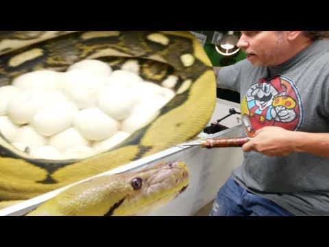 REMOVING HUGE CLUTCH OF EGGS FROM A GIANT PISSED OFF SNAKE!! | BRIAN BARCZYK