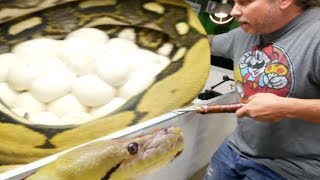 REMOVING HUGE CLUTCH OF EGGS FROM A GIANT PISSED OFF SNAKE!! | BRIAN BARCZYK