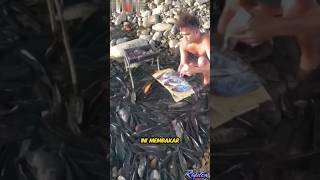 Download lagu Thousands of Tilapia in Taiwan Rivers #shorts mp3 Download lagu Thousands of Tilapia in Taiwan Rivers #shorts mp3