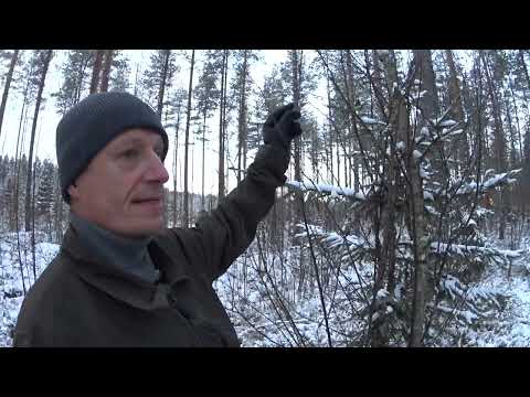 Metsolan Metsäkoulu 238 - 200 m3 / ha kasvua -  tuhkalla tuottoa metsästä!