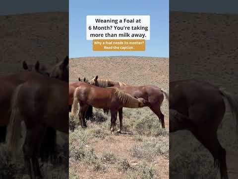 Weaning a Foal at 6 Months? You’re Taking More Than Milk Away...