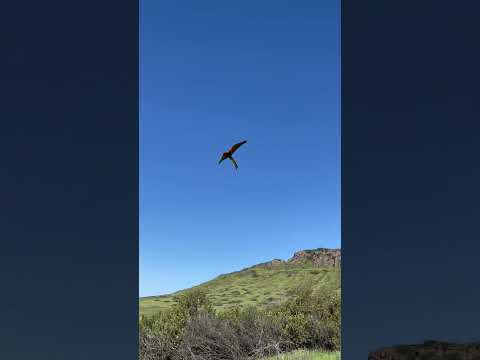 Free flying Kona my Macaw 🌱🦜 #Animals #Birds #Parrots #FreeFlying #Fly #Flying #Subscribe