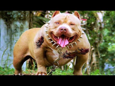 12 Most Dangerous Dogs in the World