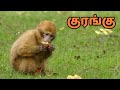 விலங்குகளின் பெயர்கள் தமிழ் Animals Name In Tamil 