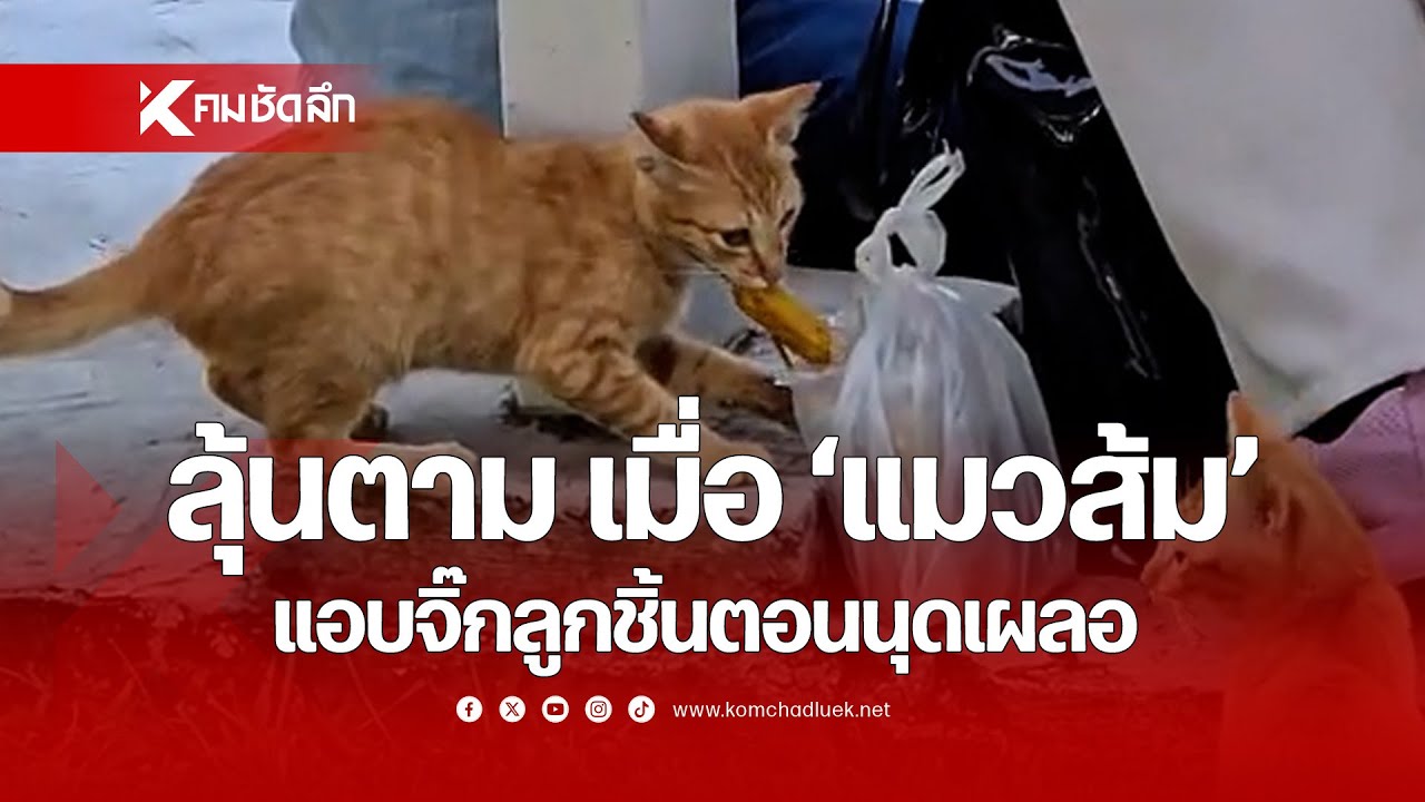 ลุ้นตาม เมื่อ 'แมวส้ม' แอบจิ๊กลูกชิ้นตอนนุดเผลอ