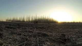 preview picture of video '2013 Iowa Spring Turkey Hunting (GoPro)'