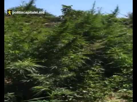 Plantaţie de cânepă descoperită în grădina unui tânăr din Sângera