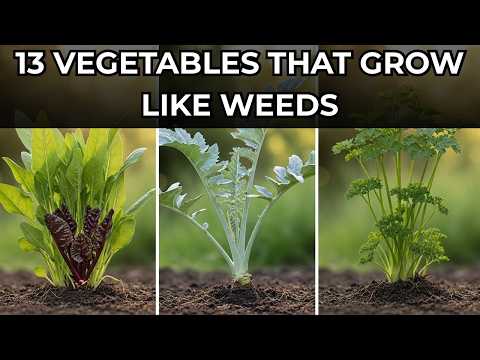 13 FORGOTTEN VEGETABLES THAT GROWS LIKE WEEDS - THE LAZY GARDENER’S GOLDMINE 