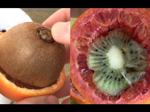 Macinatura laser analogica della persona Trucco per quelli a chi borse sotto occhi video