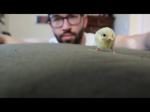 Using My Mini Incubator To Hatch Button Quail