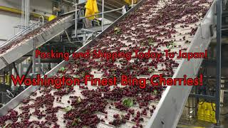 Sage Packing and Shipping Today To Japan! Washington Finest Bing Cherries!