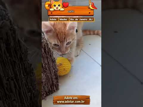 Vídeo de cadu