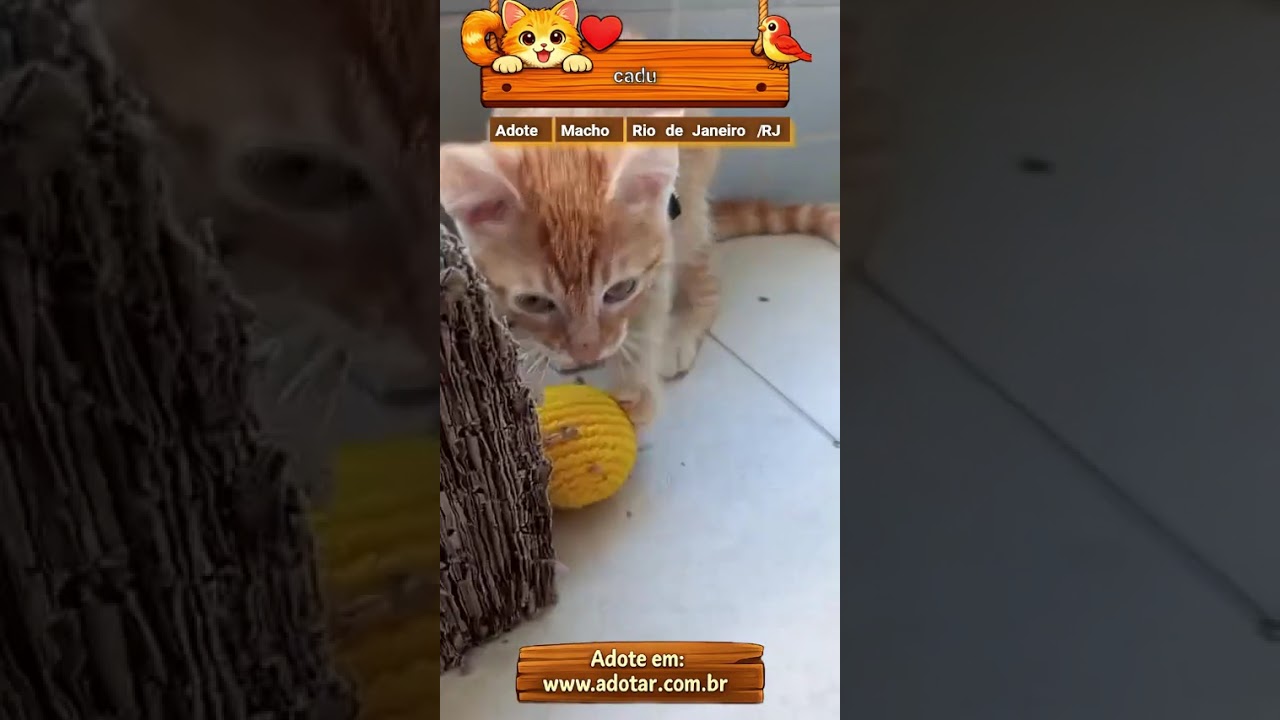 Gato raça SRD-ViraLata idade 2 a 6 meses nome cadu