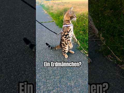 Erdmännchen oder Katze?