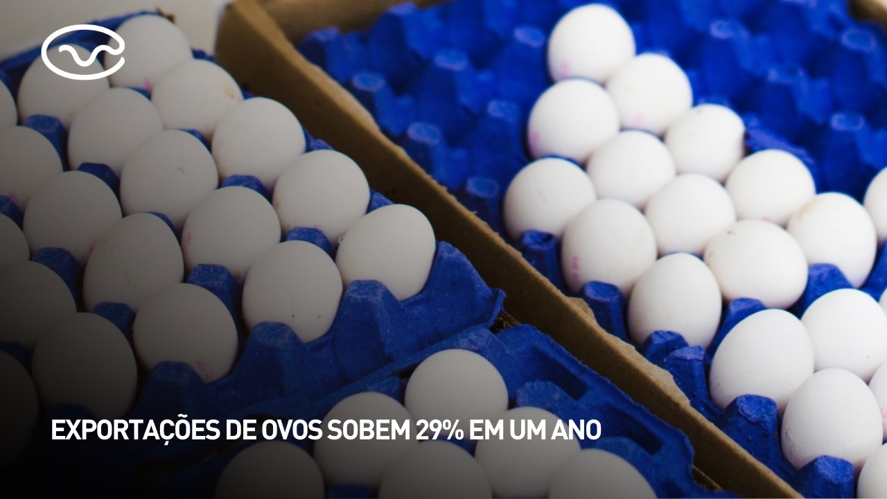 Exportações de ovos sobem 29% em um ano