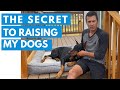 Learn how to raise dogs like Prince and Bosco