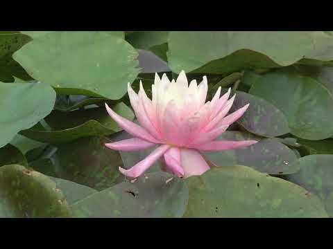 Luisenpark BUGA Mannheim 2023