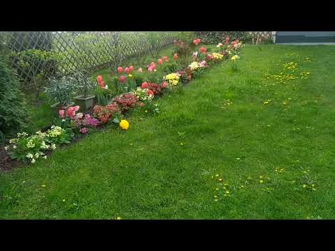 Tulipany i inne kwiaty
