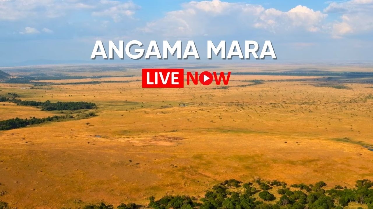 Live webcam view of Angama Mara Rift Valley Overlook