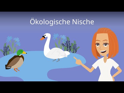 Ökologische Nische einfach erklärt!