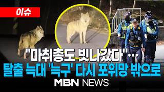 [이슈] 워낙 빨라 빗나간 마취총…6일 만에 나타난 늑구, 포위망 뚫고 '재탈출' | MBN NEWS