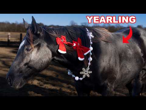 FESTIVE EQUESTRIAN DAY IN THE LIFE!