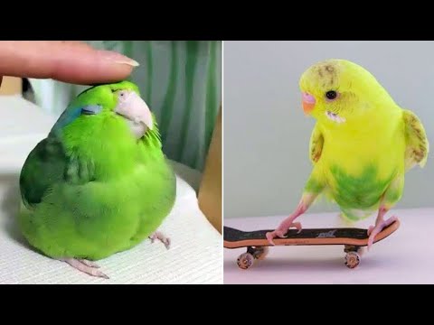 Smart And Funny Parrots Parrot Talking Videos Compilation (2024) - Cute Birds #44