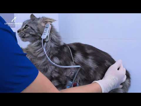 24小時住院服務 24-Hour Hospitalization Services ｜東區動物醫院 East Island Animal Hospital