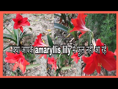 image-Why is my amaryllis not flowering?