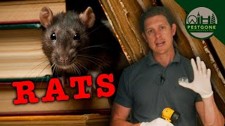 Rat infestation in a London Restaurant.