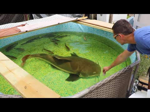 MASSIVE Red-tail Catfish ATTACKS Aquarium Food (Feeding My Pet MONSTERS)
