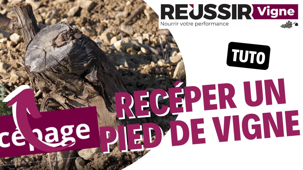 Le tutoriel Réussir Vigne : comment recéper un pied de vigne ?