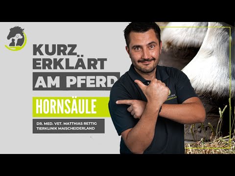 HORNSÄULEN - Diagnose und Therapie. Ist eine OP notwendig? Kurz erklärt am Pferd.