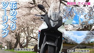 お花見ツーリング　台山公園、高倉清流、南光通りの桜並木　宮城県角田市