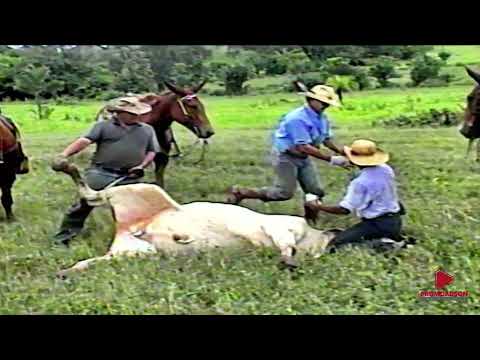 FAZENDA DO ALEIXÃO PEGA DO GARROTE PARA CASTRAÇÃO NOVO BRASIL -GO