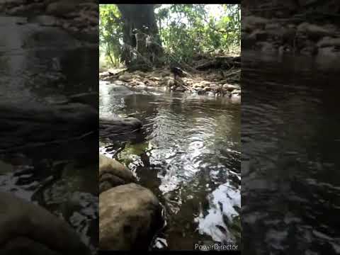 waterfalls#nature lovers#       #rampachodavaram#