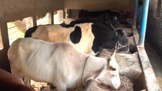 Documentary on Karmasangsthan Bank Documentary on Karmasangsthan Bank