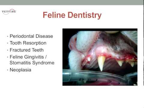 Feline Dental Problems