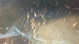 preview picture of video 'Home breed koi fry update 5'