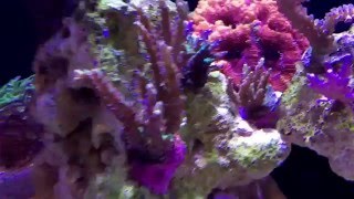 6 foot Shallow reef - 1 month update