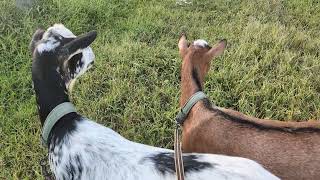 ニワトリとガチョウが亡くなりました（2026年8月12日）