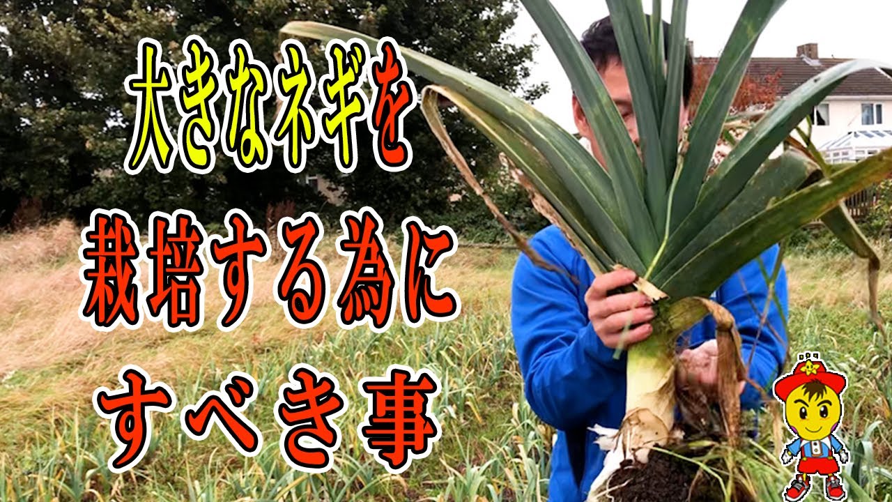 自然栽培の野菜Q&Aとリーキ自家採種