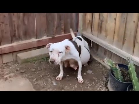 8.5 Weeks Pregnant Dog Abandoned Hid In My Garden Then Gave Birth To 9 Adorable Puppies...
