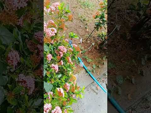 beautiful ❤️❤️ flower 🌺🌺...